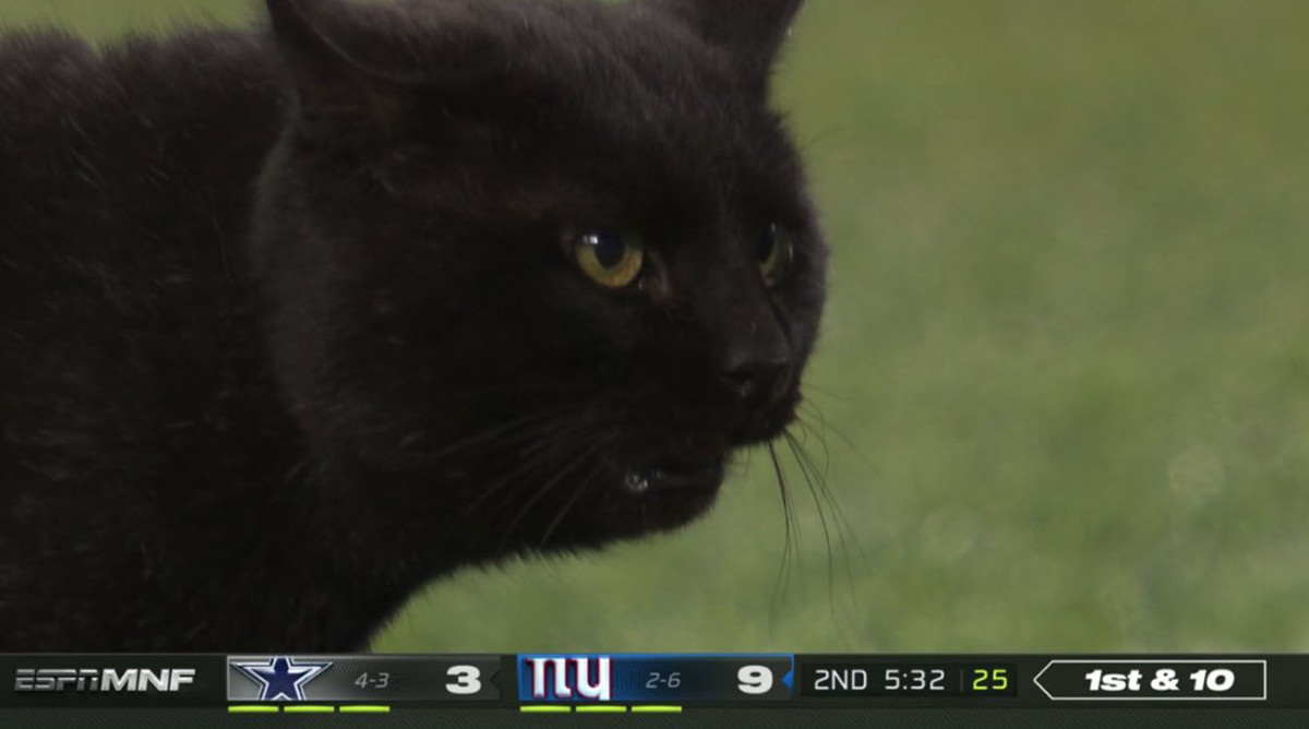 Black-Cat-Giants-Cowboys